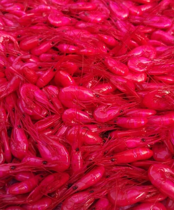 pink prawns