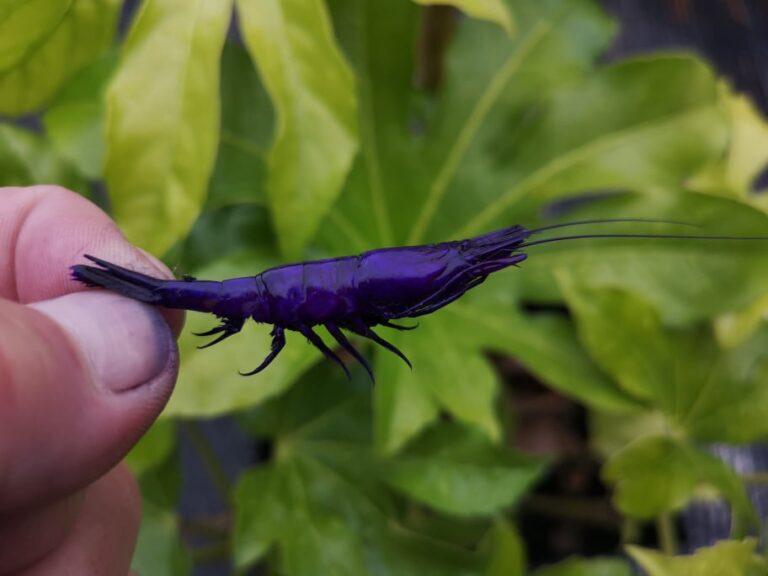 Purple Shrimps PurpleWhiskers   227424043 293599229189423 6307047931868786948 N 768x576 