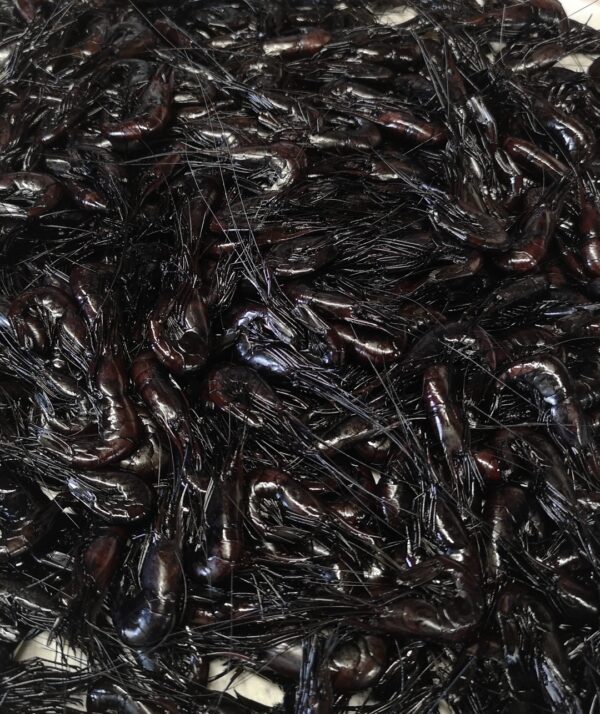 black prawns
